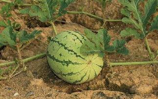 小瓜变软了可以吃吗视频,食用指南与安全须知