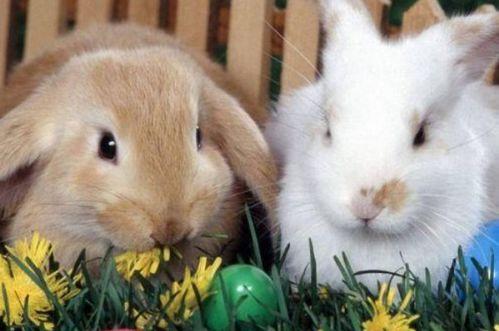 兔子可以吃羊瓜嘛视频,揭秘兔子饮食之谜