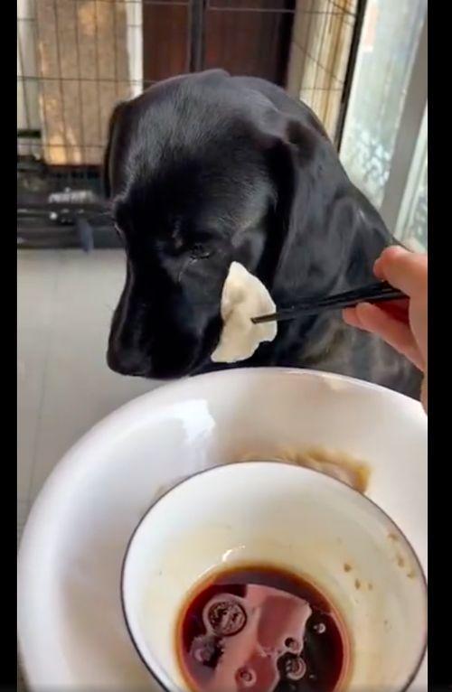 狗狗可以吃瓜馅饺子嘛视频,美味还是禁忌？