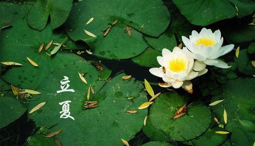 立夏吃瓜完整版视频,一场别开生面的立夏吃瓜盛宴