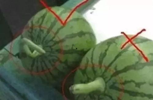 怎么收集国外的吃瓜视频,揭秘国外热门视频收集攻略