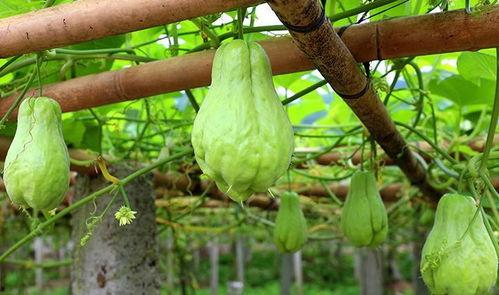 老鼠吃佛手瓜种苗视频讲解,视频讲解揭示生态奥秘