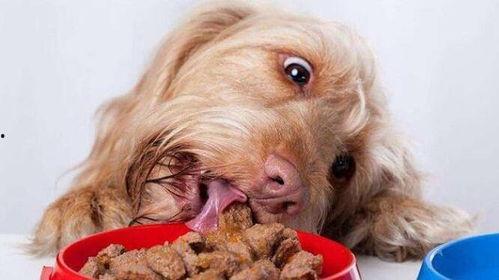 瓢瓜可以给狗狗吃吗视频,狗狗的健康美食探索