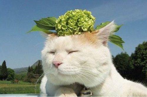 动漫猫咪吃瓜视频大全,猫咪吃瓜视频大盘点